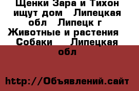 Щенки Зара и Тихон ищут дом - Липецкая обл., Липецк г. Животные и растения » Собаки   . Липецкая обл.